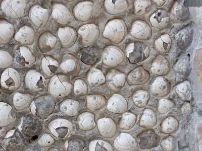 Riconosciamo vongole adriatiche, telline, tartufi, cuori di mare. Le pi� grandi sono attaccate al muro dalla parte concava....