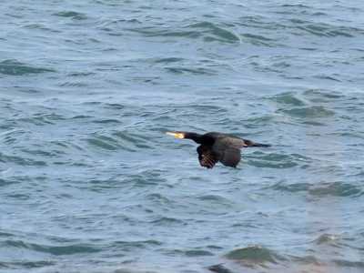 I cormorani del lungomare di Bari. Foto di Nicola Velluso