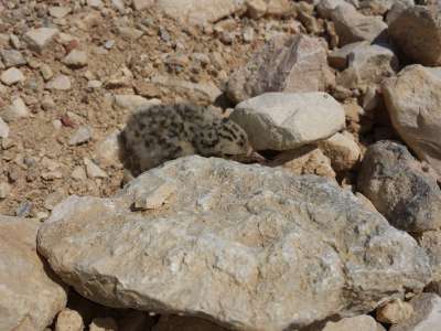 Pulcino di fraticello perfettamente mimetizzato tra le rocce