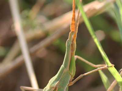 Acrida ungarica mediterranea