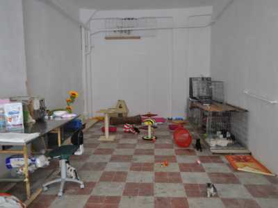 Il piccolo asilo per gatti in via Muciaccia a Bari 