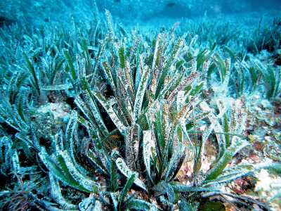 In particolare era la preziosa posidonia, di cui il fondale barese � ricco, a essere utilizzata per proteggere e arricchire i terreni (foto di Yoruno)