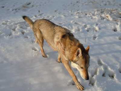 Vassel sulla neve