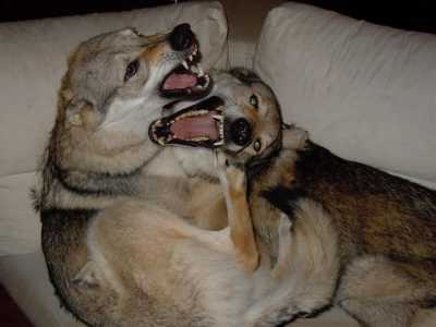 I cani lupo cecoslovacchi