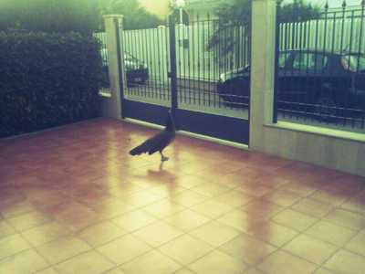 Pavoni a spasso per Molfetta