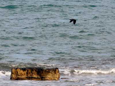 I cormorani del lungomare di Bari. Foto di Nicola Velluso