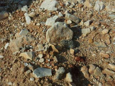 Pulcino di fraticello perfettamente mimetizzato tra le rocce