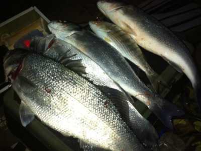 Altri esemplari di spigole pescate negli ultimi giorni