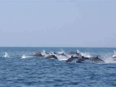 Un gruppo di delfini che nuota a largo in totale libert�