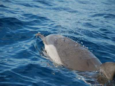 Un abitante del Golfo di Taranto intento nella respirazione mediante lo sfiatatoio