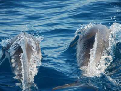 Due delfini che nuotano in mare aperto