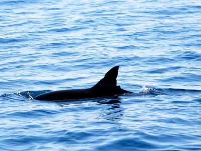 La pinna dorsale lacerata di Branchia, il primo delfino avvistato dalla Jonian Dolphin Conservation e diventato il protagonista di un libro per bambini