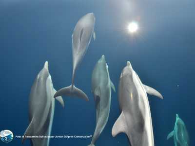 Un gruppo di Stenella striata, la specie pi� diffusa nelle acque dello Ionio