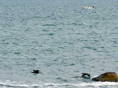 I cormorani del lungomare di Bari. Foto di Nicola Velluso
