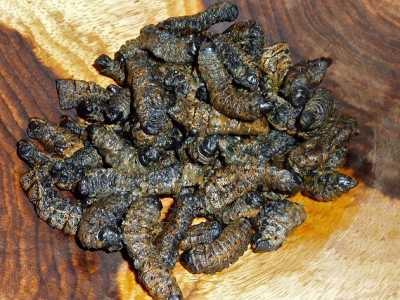 Mopane worms