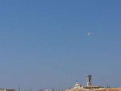 Fraticelli in volo