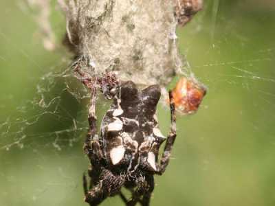 Ragno spinoso (Cyrtophora citricola)