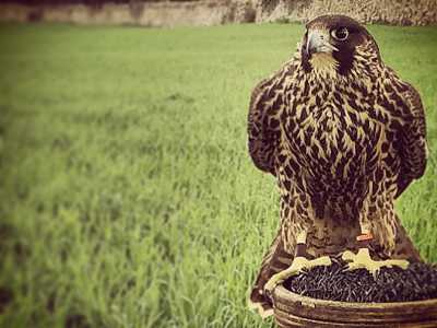 Un falco pellegrino al blocco