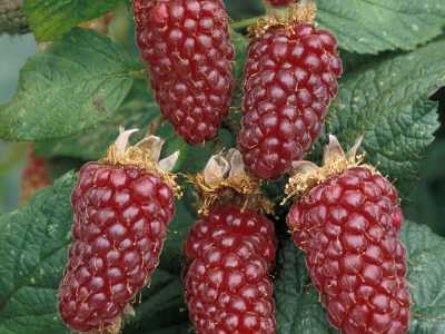 Il tayberry, incrocio tra lampone e mora