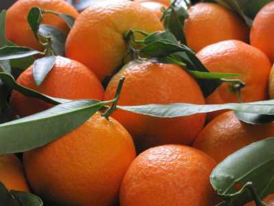 I frutti ibridi