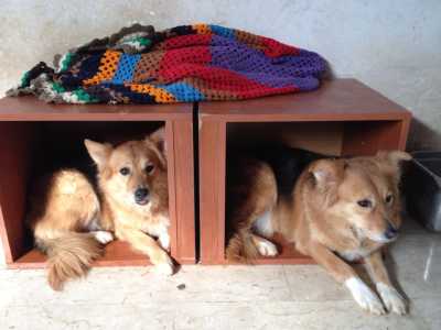 Lisa e Sheila, due delle cagnolini del signor Franco