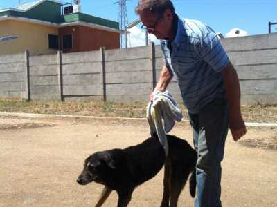 Il signor Franco e i suoi 100 cani