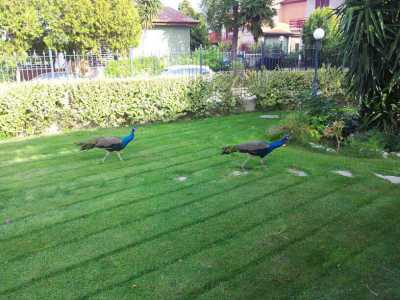 Pavoni a spasso per Molfetta