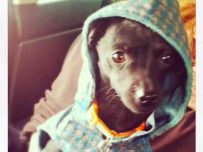 Un cappottino per cani 