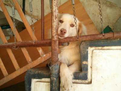 Il signor Franco e i suoi 100 cani