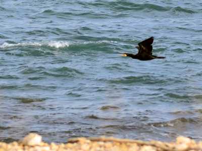 I cormorani del lungomare di Bari. Foto di Nicola Velluso