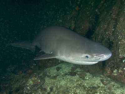 Squalo capopiatto