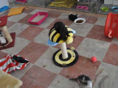 Un tiragraffi preso d'assalto da un cucciolo nero