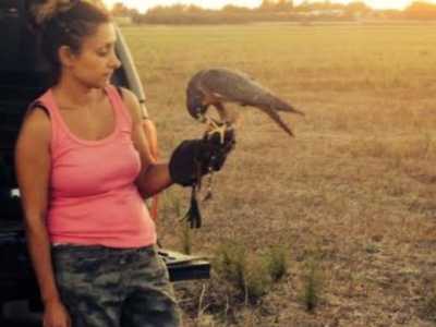 Una femmina di falco pellegrino, sottospecie Brookei: � il falco pellegrino tipico del sud Italia
