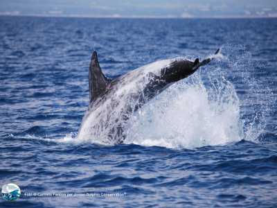 I delfini che vivono nel Golfo di Taranto