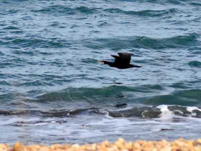 I cormorani del lungomare di Bari. Foto di Nicola Velluso
