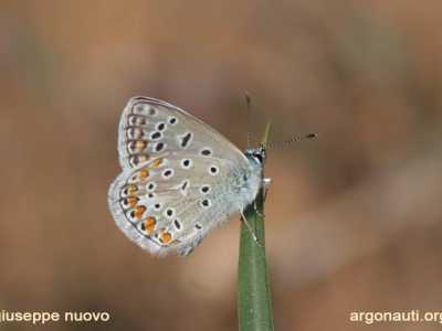 Icaro (Polyommatus icarus)