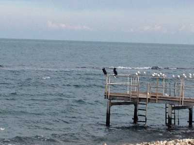 I cormorani del lungomare di Bari. Foto di Nicola Velluso