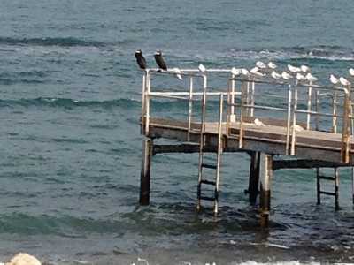 I cormorani del lungomare di Bari. Foto di Nicola Velluso