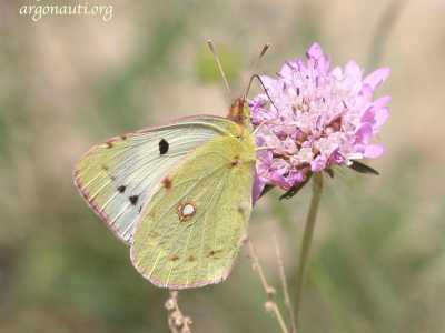 Cavolaia gialla (Colias croceus)