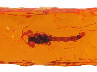 Caramella allo scorpione