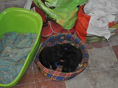 Due gattini neri in un cestino