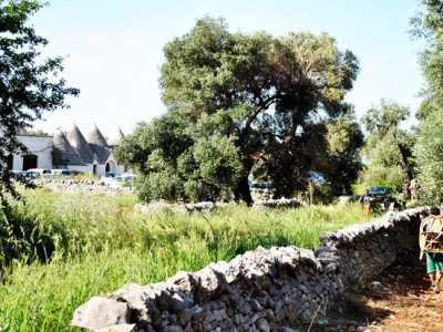 Ulivi monumentali, manifestazione a Cisternino
