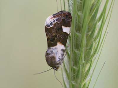 Acontia lucida