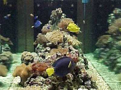 Una delle pochissime foto di una vasca funzionante ai tempi d'oro dell'acquario