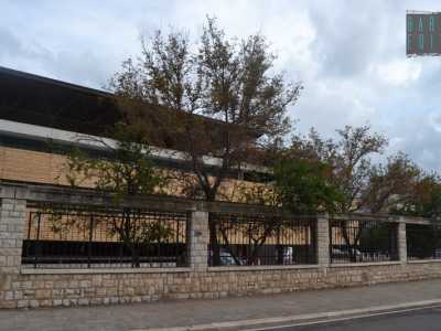 L'albero all'interno del Campus, si affaccia su via Orabona