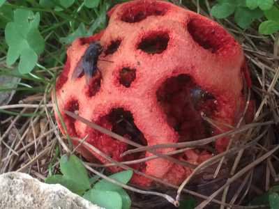 Un fungo alieno in giardino