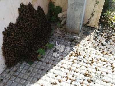 Gli insetti ancori vivi, in parte ricompostisi in un angolo a terra sotto la parete dell'edificio, sono comunque contaminati e spacciati