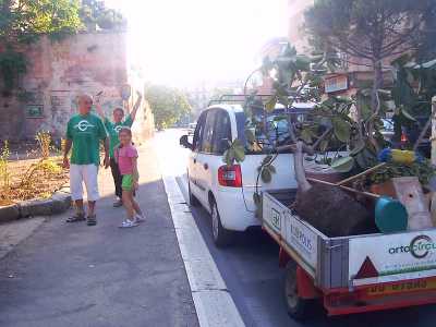 Arrivano i ficus