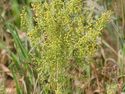 L'Artemisia annua, la pianta che si ritiene abbia delle propriet� antitumorali