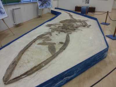 Il fossile fu installato nell'attuale museo nel 1994